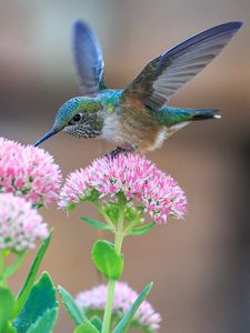 Preview wallpaper hummingbirds, birds, flowers