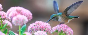 Preview wallpaper hummingbirds, birds, flowers