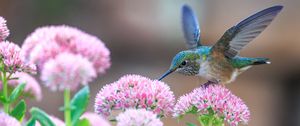 Preview wallpaper hummingbirds, birds, flowers