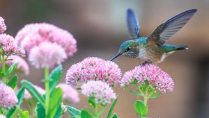 Preview wallpaper hummingbirds, birds, flowers