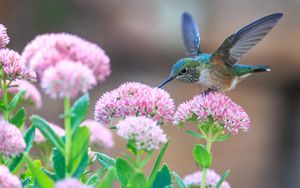 Preview wallpaper hummingbirds, birds, flowers