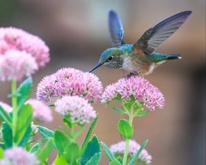 Preview wallpaper hummingbirds, birds, flowers