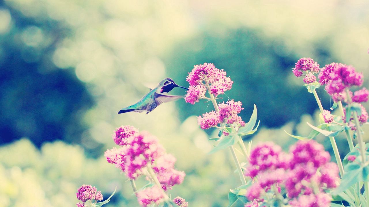 Wallpaper hummingbirds, birds, flowers, branches, stems