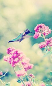 Preview wallpaper hummingbirds, birds, flowers, branches, stems