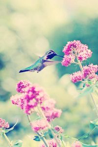 Preview wallpaper hummingbirds, birds, flowers, branches, stems