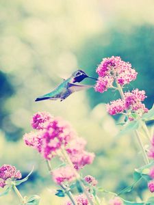 Preview wallpaper hummingbirds, birds, flowers, branches, stems