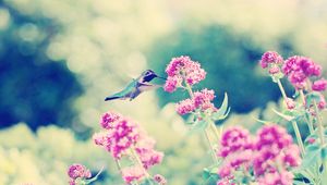 Preview wallpaper hummingbirds, birds, flowers, branches, stems