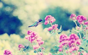 Preview wallpaper hummingbirds, birds, flowers, branches, stems