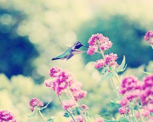 Preview wallpaper hummingbirds, birds, flowers, branches, stems