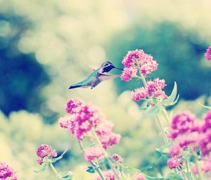 Preview wallpaper hummingbirds, birds, flowers, branches, stems