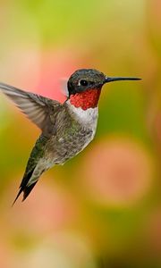 Preview wallpaper hummingbirds, birds, flowers, fly, swing