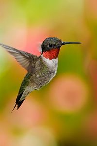 Preview wallpaper hummingbirds, birds, flowers, fly, swing