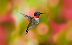Preview wallpaper hummingbirds, birds, flowers, fly, swing