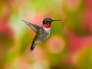 Preview wallpaper hummingbirds, birds, flowers, fly, swing