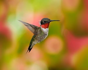 Preview wallpaper hummingbirds, birds, flowers, fly, swing