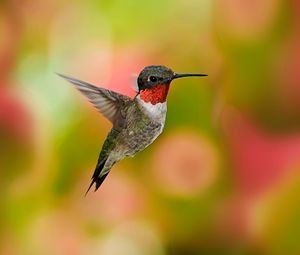 Preview wallpaper hummingbirds, birds, flowers, fly, swing