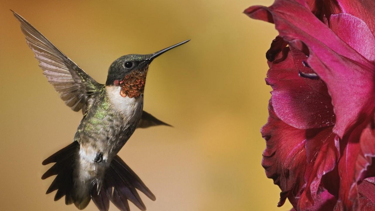 Wallpaper hummingbirds, birds, flowers