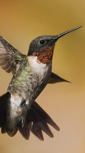 Preview wallpaper hummingbirds, birds, flowers