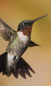 Preview wallpaper hummingbirds, birds, flowers