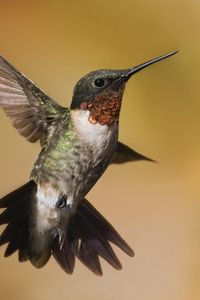 Preview wallpaper hummingbirds, birds, flowers