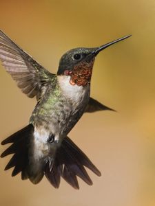 Preview wallpaper hummingbirds, birds, flowers