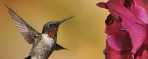 Preview wallpaper hummingbirds, birds, flowers