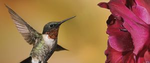 Preview wallpaper hummingbirds, birds, flowers