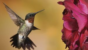 Preview wallpaper hummingbirds, birds, flowers