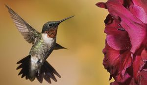 Preview wallpaper hummingbirds, birds, flowers