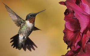 Preview wallpaper hummingbirds, birds, flowers