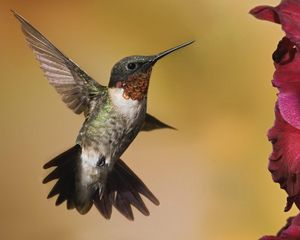 Preview wallpaper hummingbirds, birds, flowers