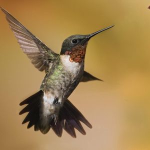 Preview wallpaper hummingbirds, birds, flowers