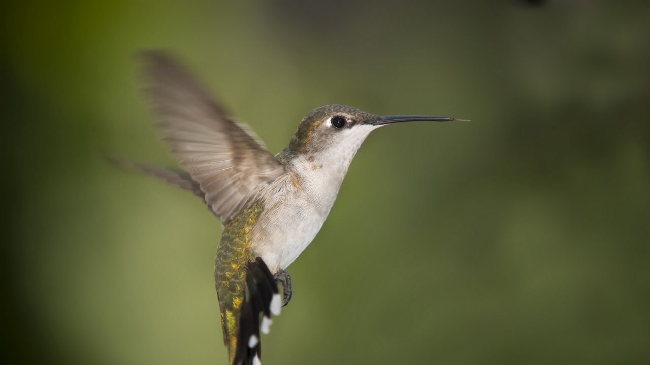 Wallpaper hummingbirds, birds, fly, swing, beak