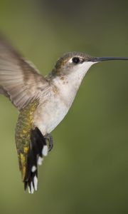 Preview wallpaper hummingbirds, birds, fly, swing, beak