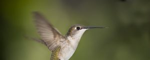Preview wallpaper hummingbirds, birds, fly, swing, beak