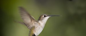 Preview wallpaper hummingbirds, birds, fly, swing, beak