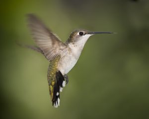 Preview wallpaper hummingbirds, birds, fly, swing, beak