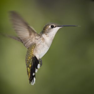 Preview wallpaper hummingbirds, birds, fly, swing, beak