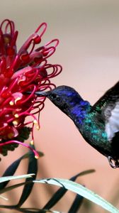 Preview wallpaper hummingbirds, blue, flight, flower, bird