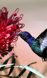Preview wallpaper hummingbirds, blue, flight, flower, bird