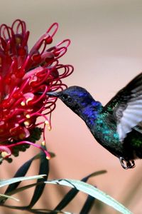 Preview wallpaper hummingbirds, blue, flight, flower, bird