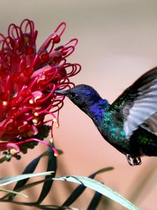 Preview wallpaper hummingbirds, blue, flight, flower, bird