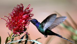 Preview wallpaper hummingbirds, blue, flight, flower, bird