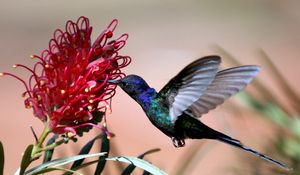 Preview wallpaper hummingbirds, blue, flight, flower, bird