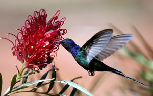 Preview wallpaper hummingbirds, blue, flight, flower, bird