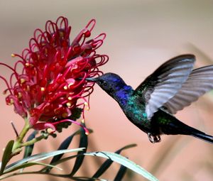 Preview wallpaper hummingbirds, blue, flight, flower, bird