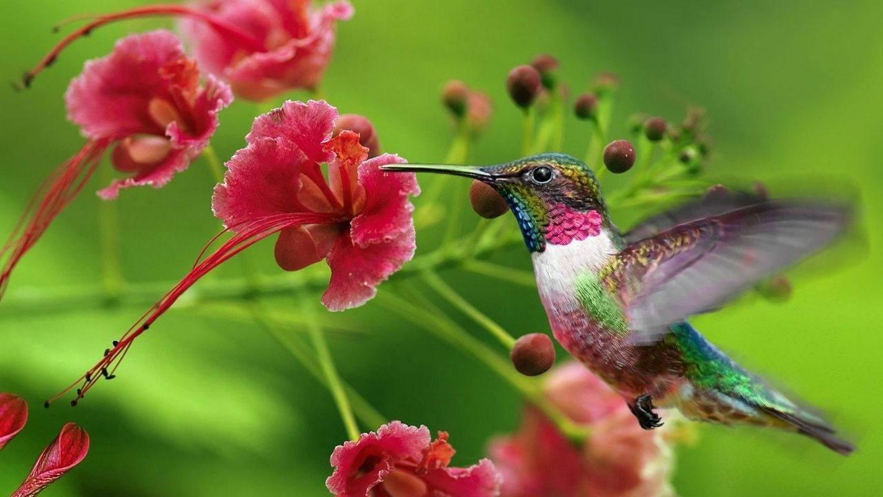 Wallpaper hummingbirds, exotic flower, swing