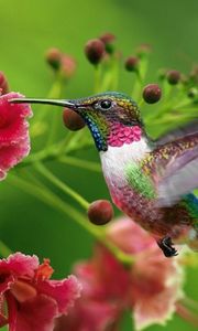 Preview wallpaper hummingbirds, exotic flower, swing