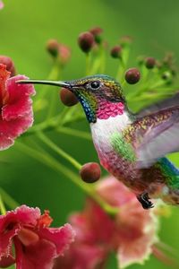 Preview wallpaper hummingbirds, exotic flower, swing