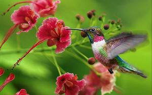 Preview wallpaper hummingbirds, exotic flower, swing